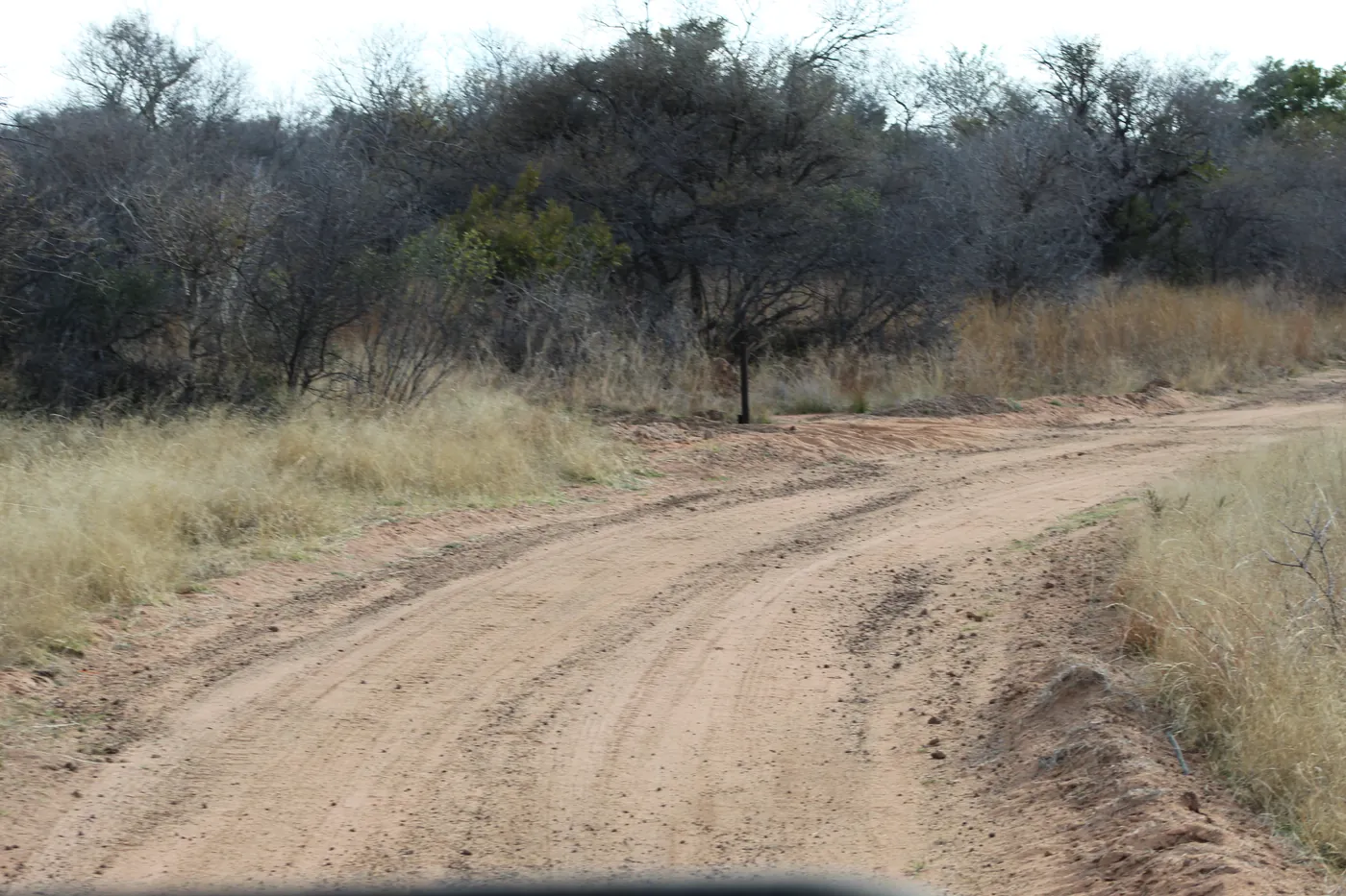 A sandy track curving through the bushveld