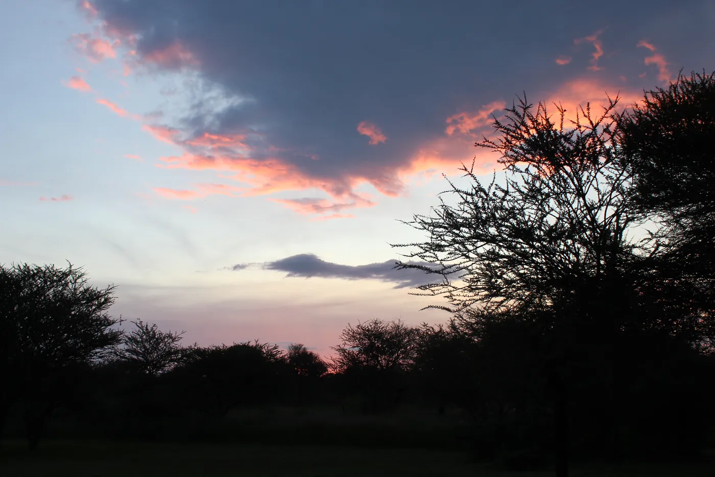 Thorn trees silhouetted against a pink and grey dusk sky