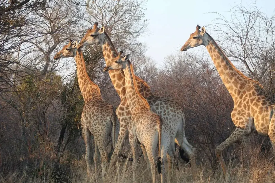 Four giraffe standing among bare winter trees in the bushveld