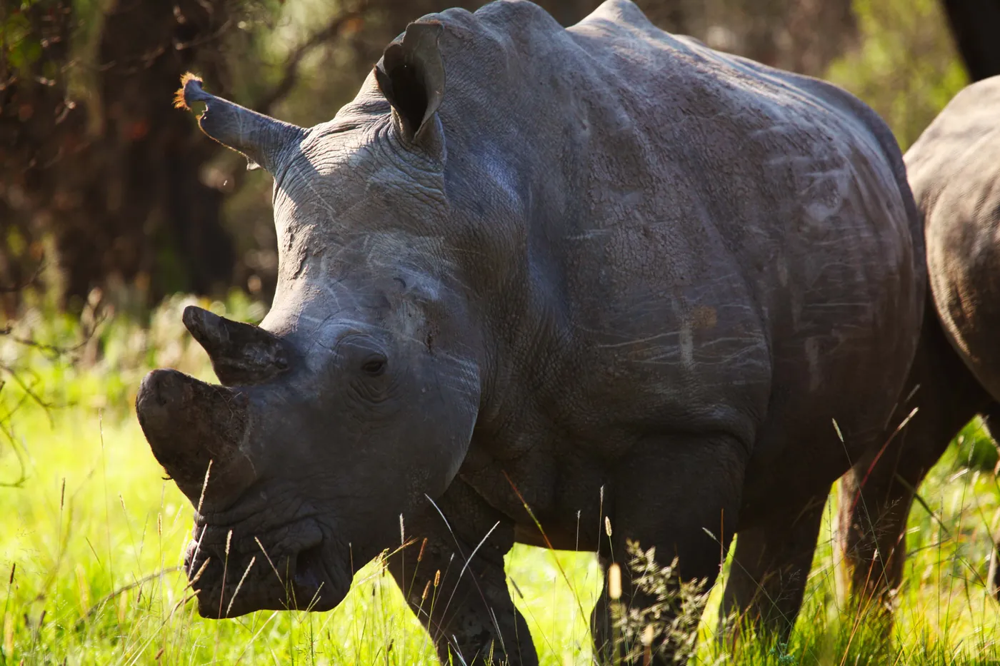 A white rhino grazing in long green grass