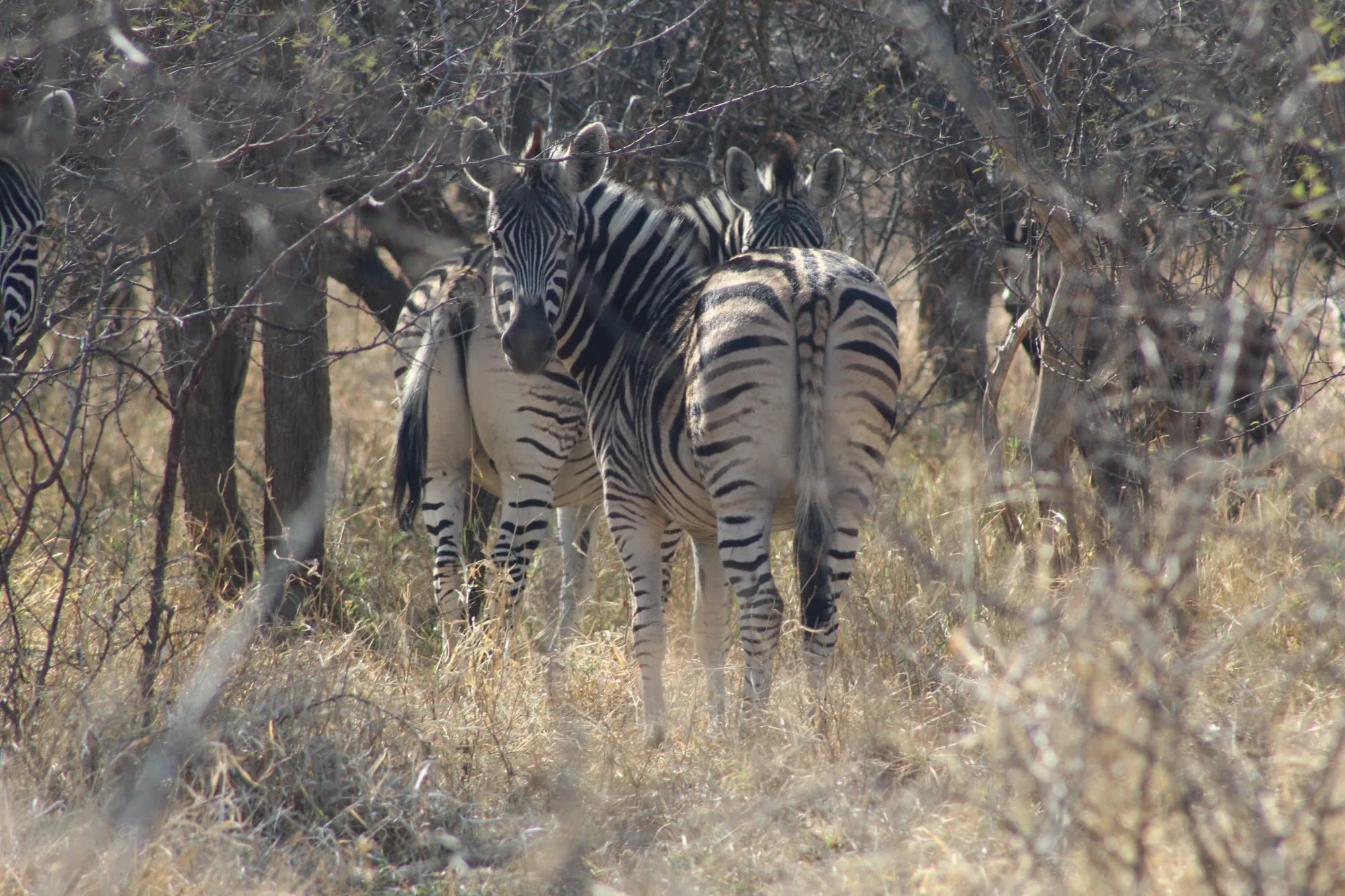 Zebra standing among dry bushveld grass and trees
