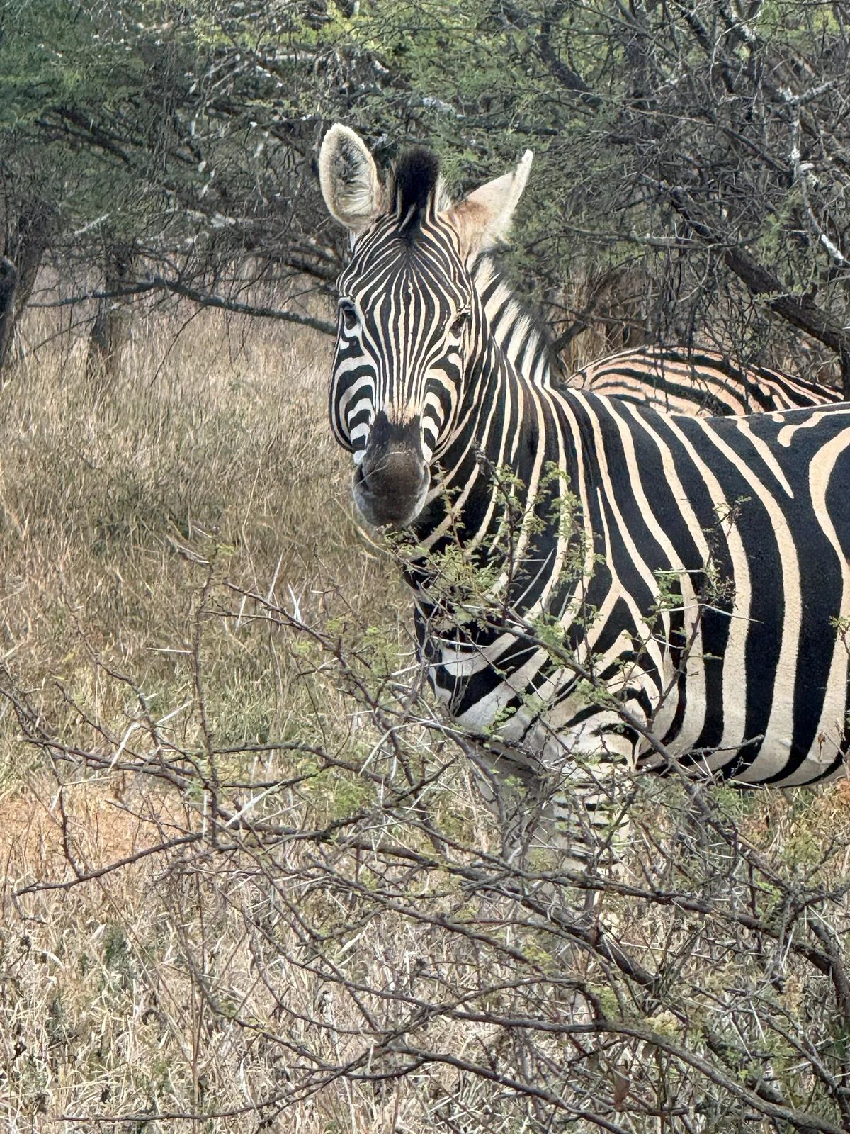 A zebra looking straight at the camera on Shona Langa Nature Estate