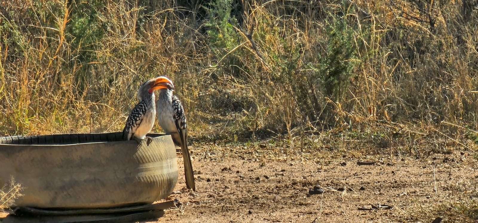 Two yellow-billed hornbills perched on the edge of a water trough