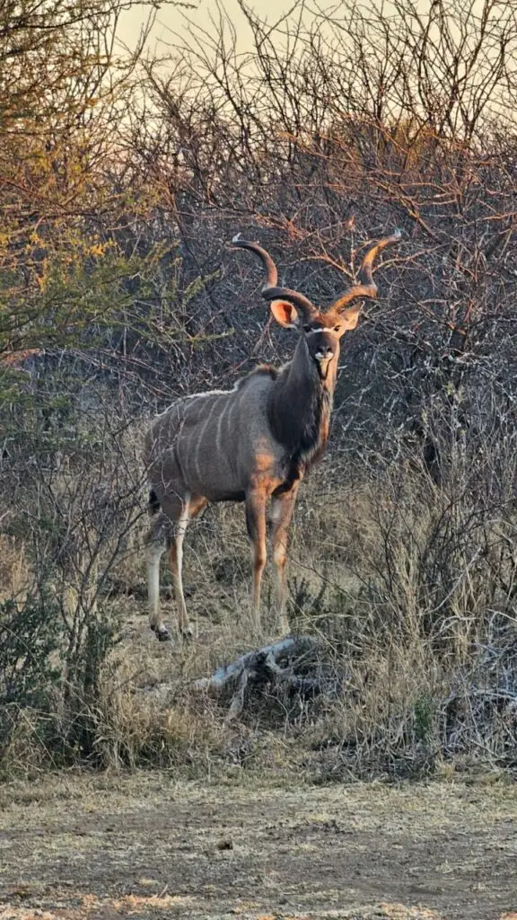 kudu at home